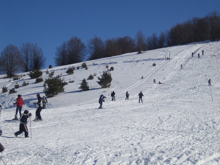 Besna kobila