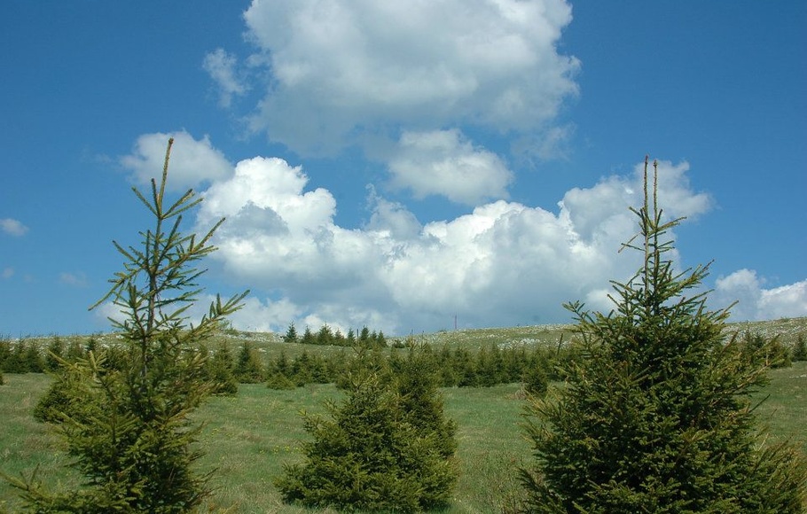 Beljanica